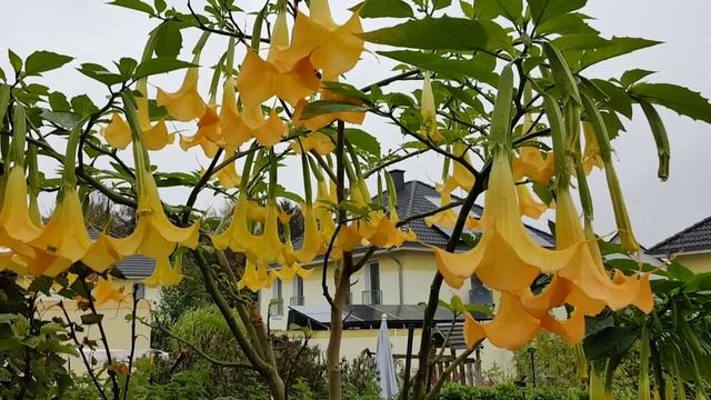 #Датура #datura #Engelstrompeten #Brugmansia смотреть онлайн