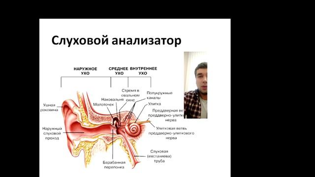 Строение слухового анализатора смотреть онлайн