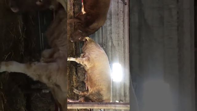 20.11.2021 скоро на забой !!! какой бычок больше весит ??? смотреть онлайн