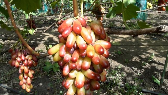 Виноград Маникюр Фингер (Manicure Finger)