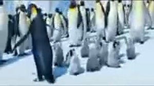 Пингвин танцует под марийскую музыку!