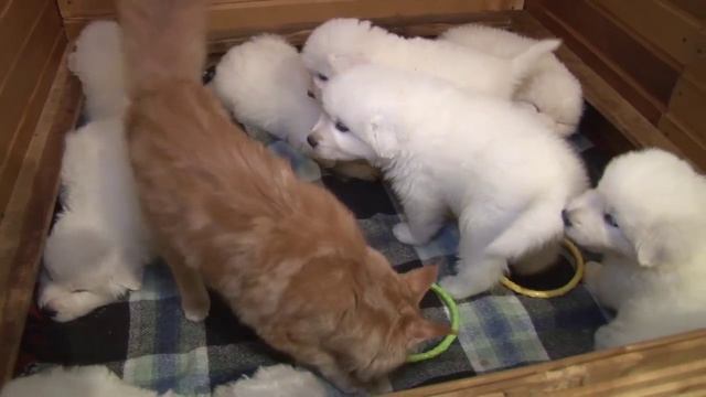 Щенки мареммо-абруцкой овчарки( маремма).Pupies of maremma shipdog. смотреть онлайн