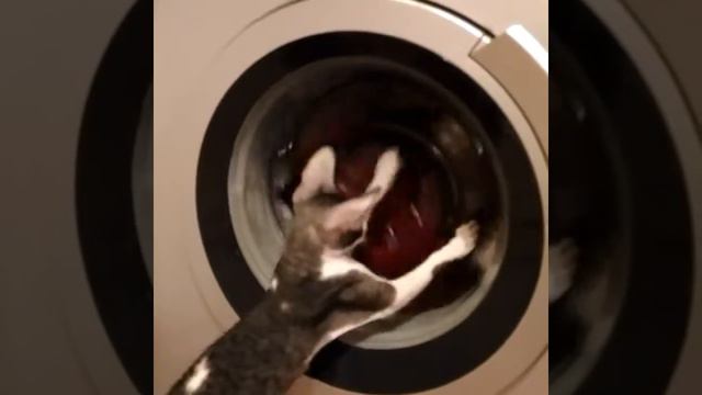 Корниш рекс Орешек развлекается смотреть онлайн