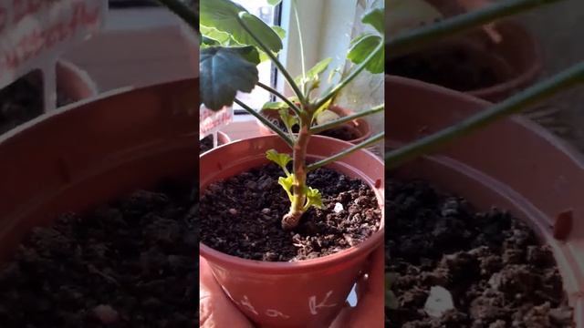 Прищипка пеларгонии Nada K и Natalie смотреть онлайн