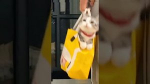 смешные котики. ?