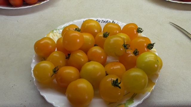 ТОМАТ "ЯНТАРНЫЙ". №300. ДЕГУСТАЦИЯ. Ольга Чернова. смотреть онлайн