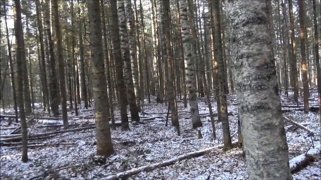Охота с русскими гончими по первому морозцу смотреть онлайн