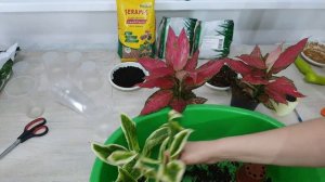 В какой лучше грунт посадить Аглаонемы.Сравнение грунта,дешёвый & дорогой?Грунт для больших растени