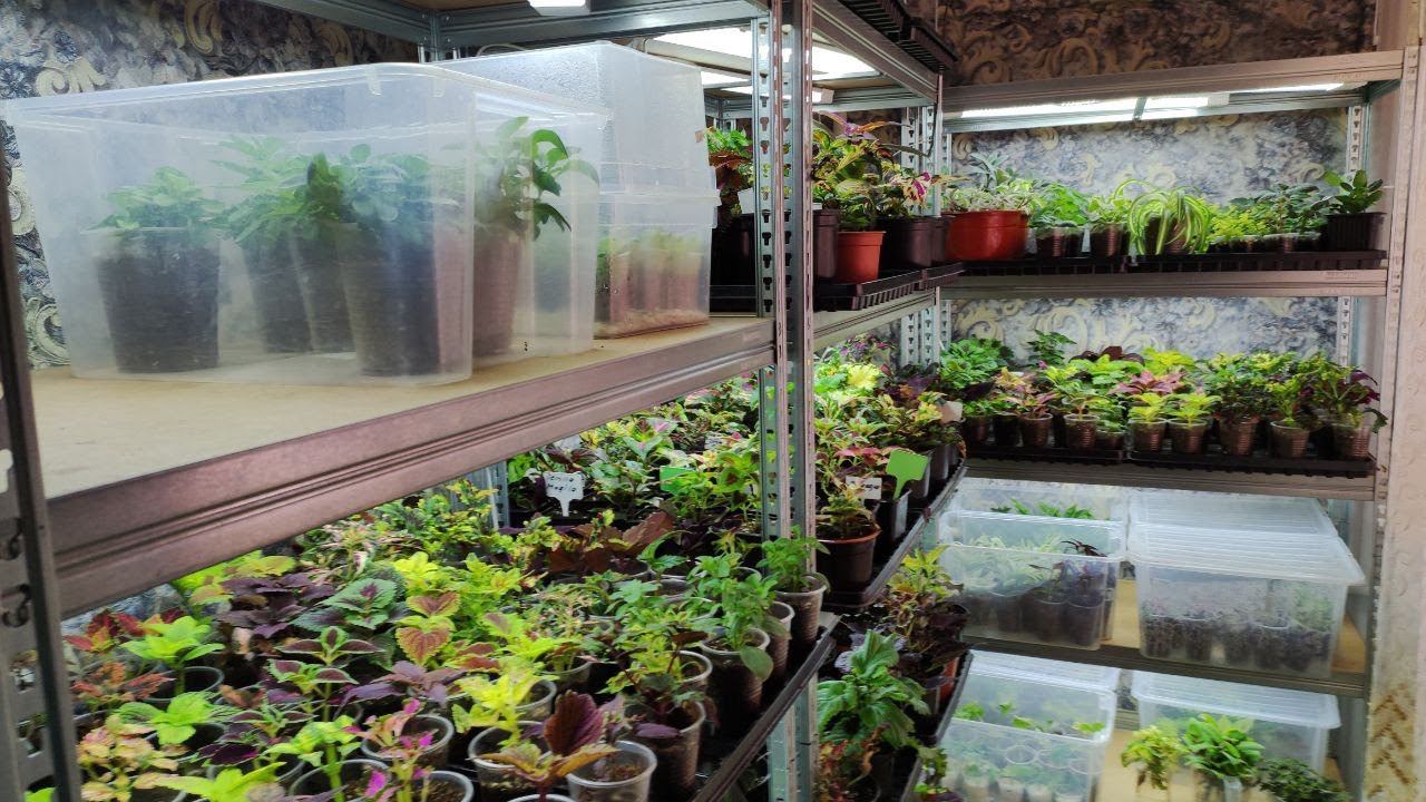 Как сохраняю и размножаю осенью зимой до весны любимые цветы из сада в доме. Основные правила ухода. смотреть онлайн