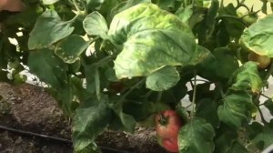 ? Томат Герцогиня вкуса F1 от агрофирмы "Партнер"| Вятка