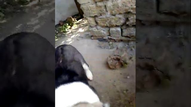 Алабаи и калган 4 мес. смотреть онлайн
