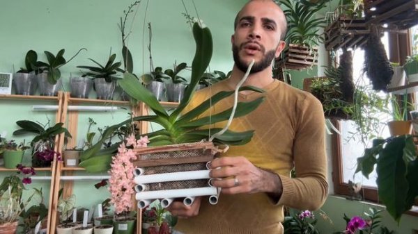 Rhynchostylis gigantea orange 🍊