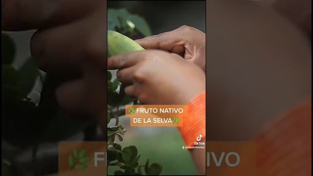 Colors Of The Rainbow 🌈 - Native fruit of the Ecuadorian jungle смотреть онлайн