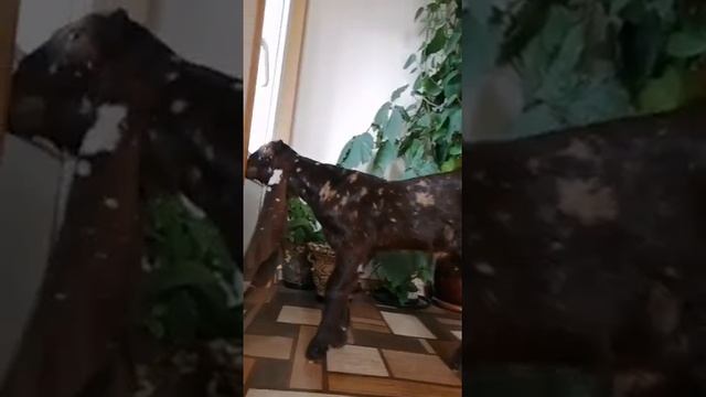 VID 20221104 WA0005 Парень Камори. Продажа смотреть онлайн