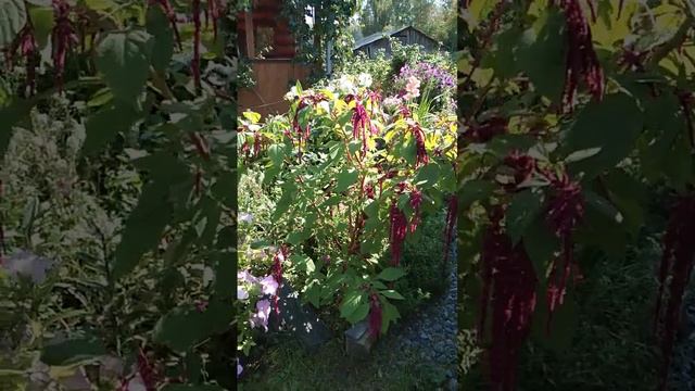 Хвостатый АМАРАНТ-очень красивый и любимый однолетник!!!🤗🌺 смотреть онлайн