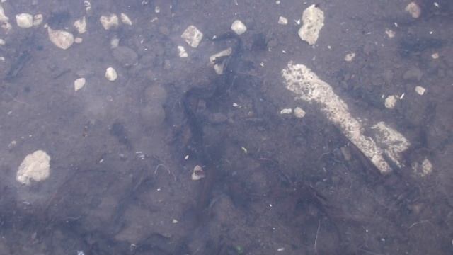 Тритон обыкновенный / Lissotriton vulgaris - самцы гоняются за самкой(25.05.16) смотреть онлайн