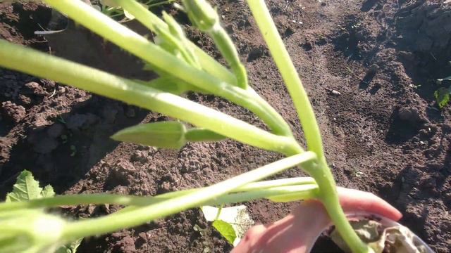 Высаживаю рассаду кабачков уже с кабачками . Дают ли кабачки дополнительные корешки смотреть онлайн