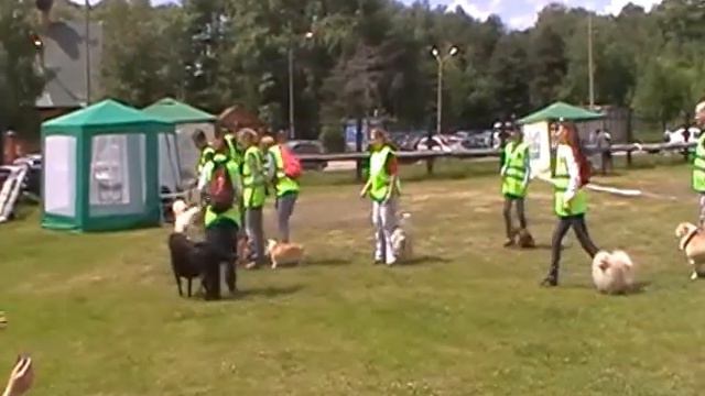 ПОказательные выступления клуба "Умный пес" смотреть онлайн