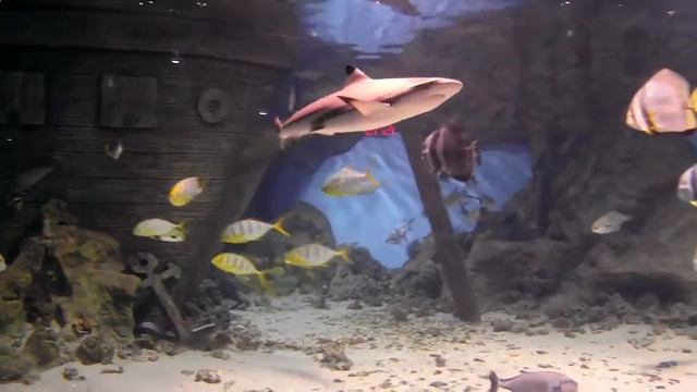 Океанариум в Москве смотреть онлайн