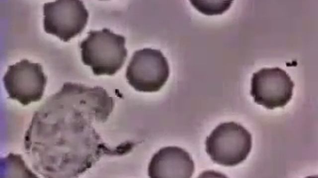 Видео Лейкоциттер смотреть онлайн