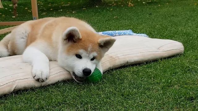 Щенки Акита ину для продажи Волгоград смотреть онлайн