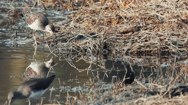 David Attenborough type nature documentary by Chat GPT смотреть онлайн