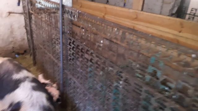 Не без потерь...// как чувствует себя Маша после опороса// далматинцы с пяточками смотреть онлайн