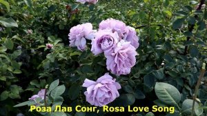 ТОП 5 - Необычные лиловые розы с голубыми оттенками! Обзор и сравнение лилово-голубых сортов.