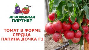 ТОМАТ В ФОРМЕ СЕРДЦА – ПАПИНА ДОЧКА F1