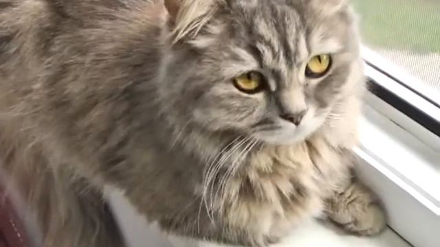 Йоркширский терьер и кошка ищут новую семью смотреть онлайн