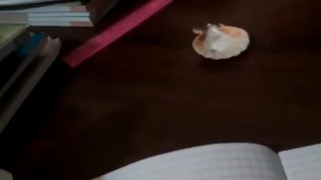 Клей карандаш пва и стэплер смотреть онлайн