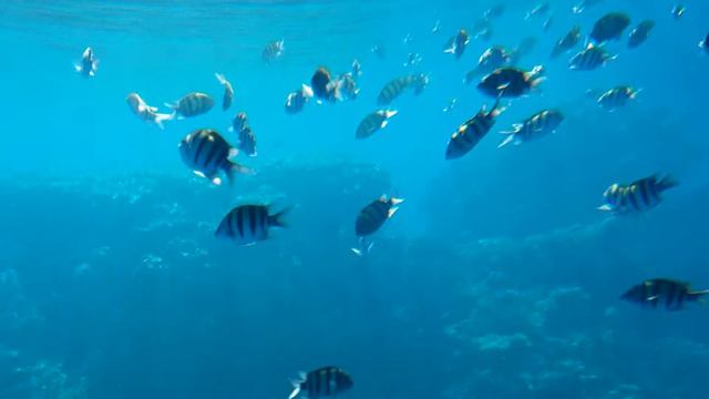Рыбы красного моря , огромный косяк смотреть онлайн