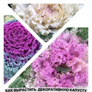 как вырастить рассаду декоративной капусты