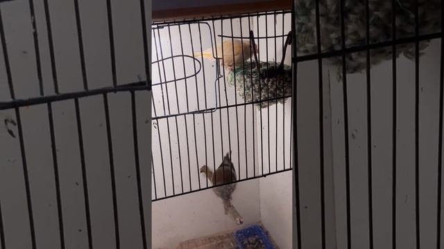 гибрид канарейка зяблик смотреть онлайн