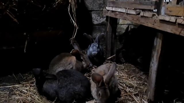 В каком возрасте нужно рассаживать кроликов в разные клетки! / из Города в Деревню! смотреть онлайн