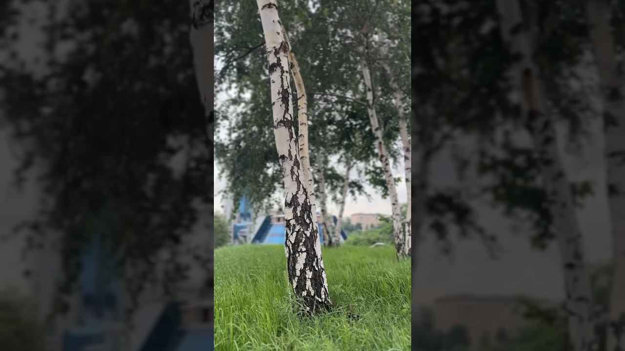 Плакала береза в Москва Сити смотреть онлайн