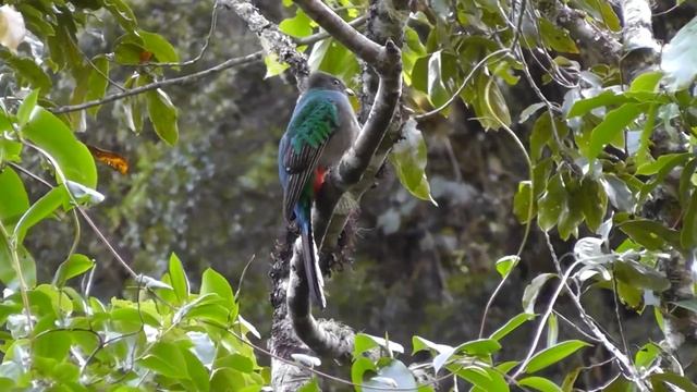 Quetzal Facts: BEAUTIFUL BIRDS | Animal Fact Files