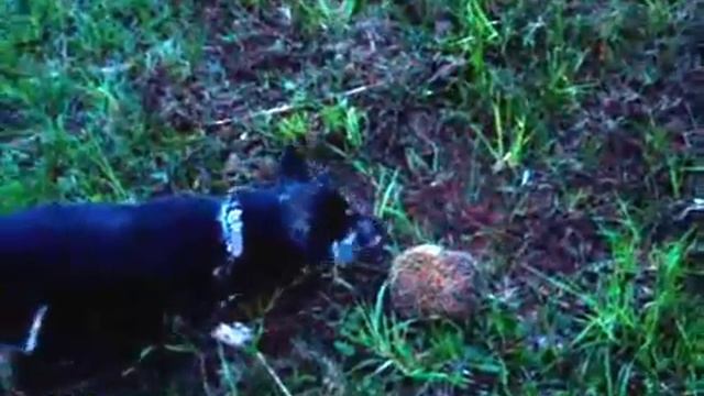 Близок ёжик- а не укусишь... Hedgehog close- but do not bite his смотреть онлайн