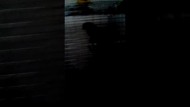 Как разговаривает попугай (КАЛИТА МОНАХ КВАКЕР) смотреть онлайн