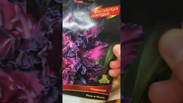 Сорта гладиолусов с удивительными гофрированными цветами #shorts смотреть онлайн