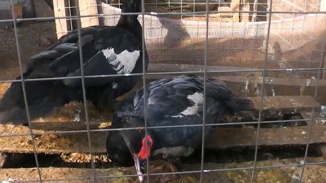 Ожирение у мускусных уток, что же делать?