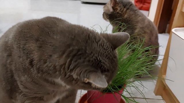 Herbivorous Kittens 😸    Травоядные котики 🐱