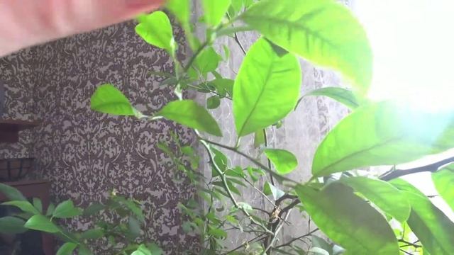 ?Мой комнатный лимон ? смотреть онлайн