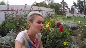 ГЕОРГИНА ОДНОЛЕТНЯЯ. ОБЗОР ВЗРОСЛОГО РАСТЕНИЯ.