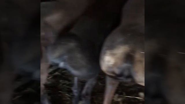 Стрижка Баранов. Порода Гиссар. смотреть онлайн