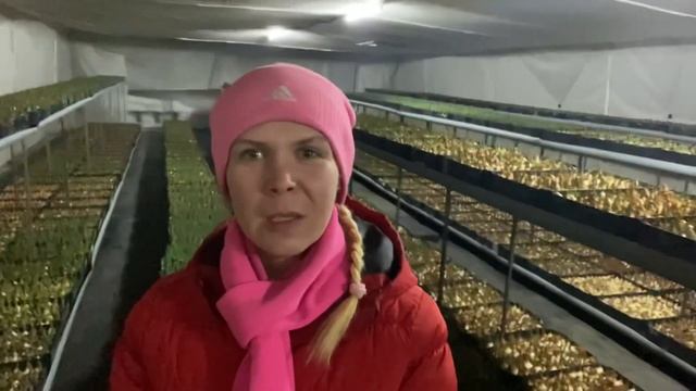 Бонусы от Дударова - черви и личинки в луковицах тюльпана смотреть онлайн