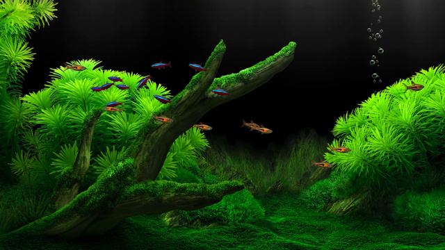 Dream Aquarium Green Mossy Mossy Ground Harlequin Rasbora and Cardinal Tetra 4K смотреть онлайн