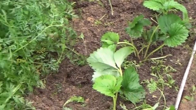 Уборка моркови и посадка клубники - 2016г. смотреть онлайн