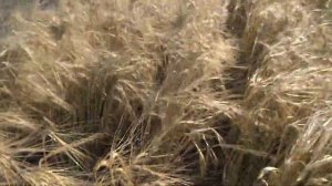 27.07.18. Ячмень яровой, сорт Маргрет. Норма высева 0,75 млн шт семян/га