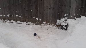 КАК ПРИРУЧИТЬ ГОЛУБЯ!!!